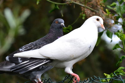 Close-up of bird perching outdoors