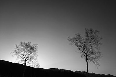 Low angle view of bare trees