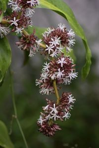 Close-up of purple flowering plant