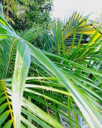 Close-up of plants growing on field