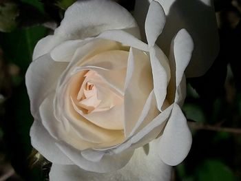 Close-up of white rose