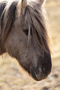 Untamed majesty. captivating portrait of a wild horse in the early spring in northern europe