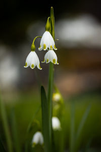 Close-up of white flowering plant