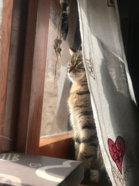 Cat sitting by window at home