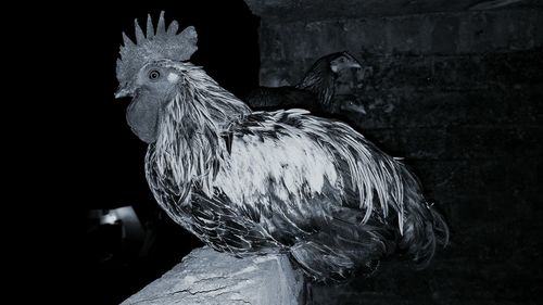 Close-up of rooster