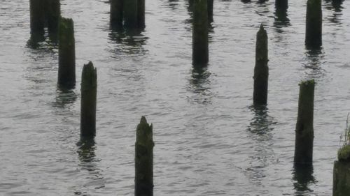 High angle view of wooden posts in lake