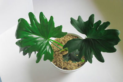 High angle view of potted plant on table