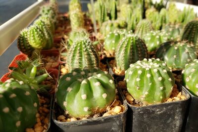 Close-up of succulent plant