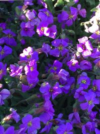 Close-up of purple flowers