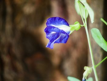 Close-up of purple flowering plant