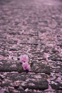 Close-up of pink flower