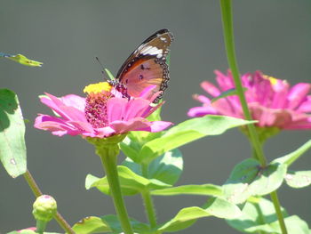 Close-up of butterfly pollinating on pink flower