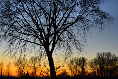 Low angle view of silhouette bare trees against sky during sunset