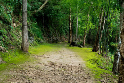 Trees growing in forest