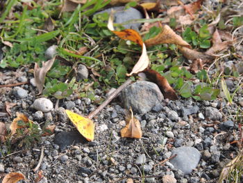 Leaves on field