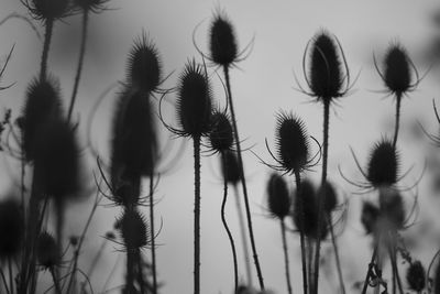 Close-up of flowering plants on field against sky