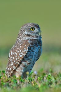 Close-up of bird perching on field