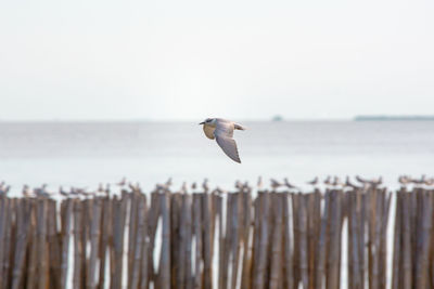 Bird flying over sea against clear sky