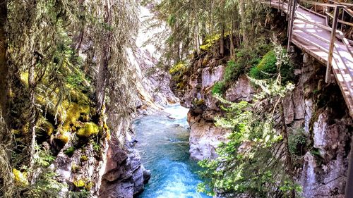 River amidst trees in forest