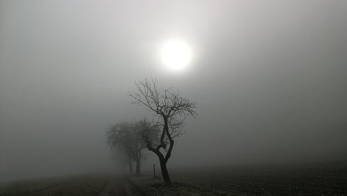 Bare tree on field against sky during foggy weather