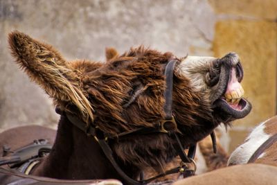 Close-up of donkey head