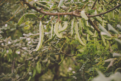 Close-up of plant