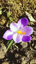 Close-up of purple flower