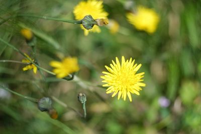 Close-up of yellow flowering plant