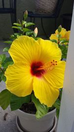 Close-up of sunflower blooming in potted plant