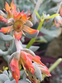 Close-up of orange flowering plant