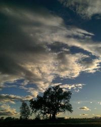 Trees on field against cloudy sky