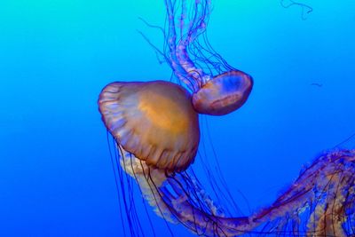 Close-up of jellyfish swimming in sea