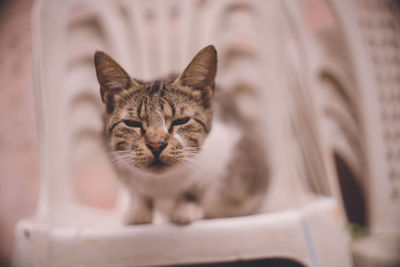 Close-up portrait of a cat