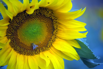 Close-up of yellow sunflower