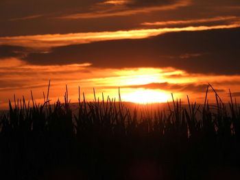 Scenic view of field against orange sky