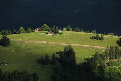 Scenic view of trees on field