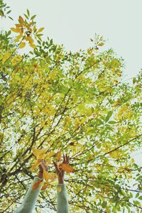 Low angle view of trees
