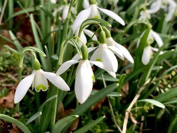 Close-up of white flowers blooming outdoors