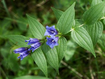 Close-up of purple flowers blooming outdoors