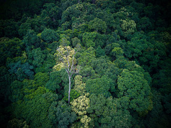 High angle view of trees in forest