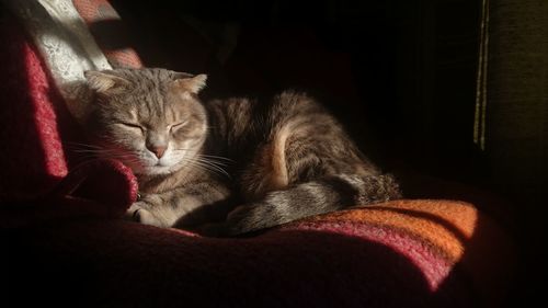 Cat sleeping on bed at home