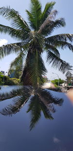 Low angle view of palm tree against sky