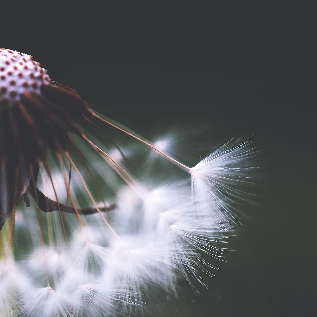 fragility, macro photography, softness, flower, plant, dandelion, beauty in nature, nature, close-up, no people, flowering plant, leaf, freshness, dandelion seed, growth, white, outdoors, copy space, studio shot, feather, sparkler, light, seed, fireworks