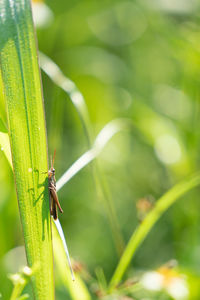 Close-up of insect on grass