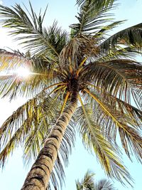 Low angle view of palm tree against sky