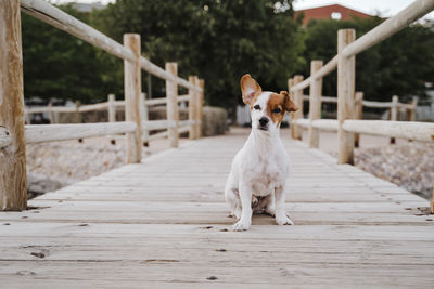 Portrait of dog on footpath