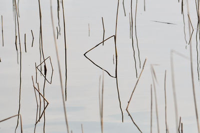 High angle view of plants on lake