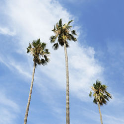 Low angle view of coconut palm tree against sky