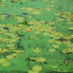 High angle view of lily pads in lake