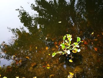 High angle view of fish swimming in lake